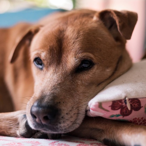a dog sleeping on a pillow